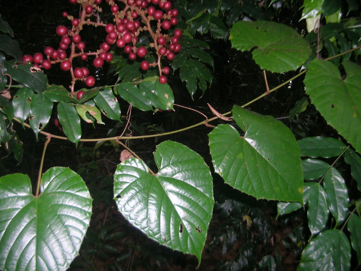 Ampelocissus indica (L.) Planch.